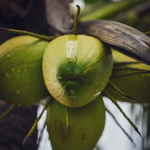 Tender Coconut