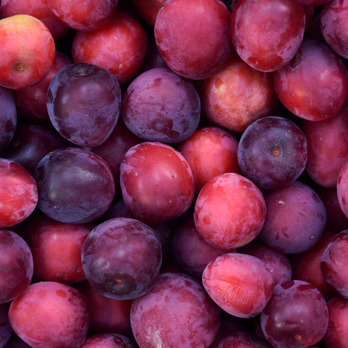 A close-up, top-down view of a pile of fresh plums with varying shades of deep red, purple, and pinkish-red tones.